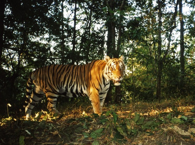 Tigre caminha no Santuário de Fauna de Huai Kha Khaeng, no oeste da Tailândia