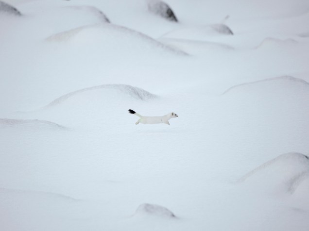 Uma doninha-anã é fotografada na praia coberta de neve de Unstad, em Lofoten Island, no Círculo Ártico