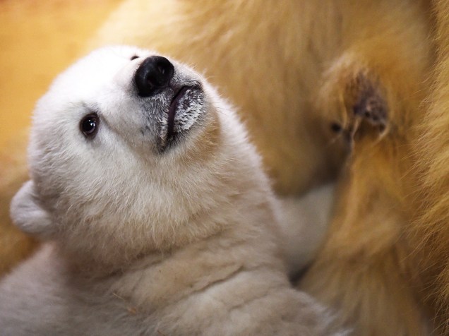 Um filhote de urso polar é fotografado com sua mãe no zoológico de Bremerhaven, na Alemanha. A fêmea nasceu em dezembro do ano passado