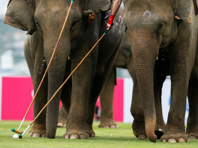 Jogadores disputam uma partida de exibição de polo de elefantes, campeonato anual que arrecada doações realizado em um resort à beira-rio em Bangkok, na Tailândia, nesta quinta-feira (10)