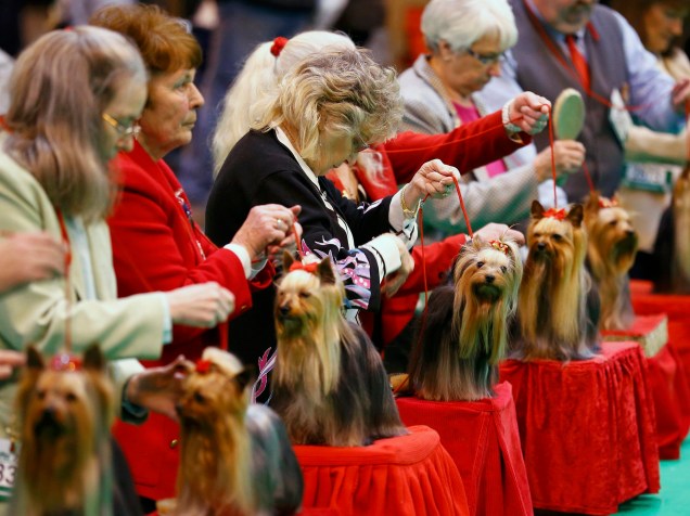 Começa hoje o "Crufts Dog Show", em Londres, competição que avalia inúmeros critérios em cachorros. Na foto, yorkshires tem pelagem avaliada pelos jurados