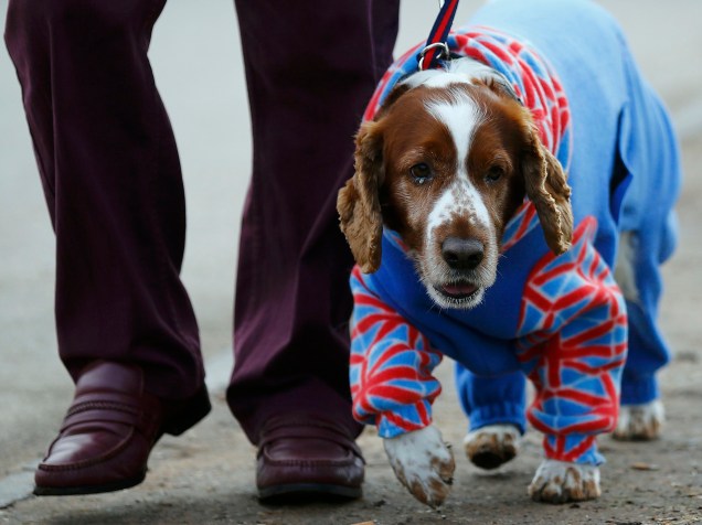 Competição entre cães "Crufts Dog Show", que avalia critérios em cachorros de raça, em Birmingham, Londres