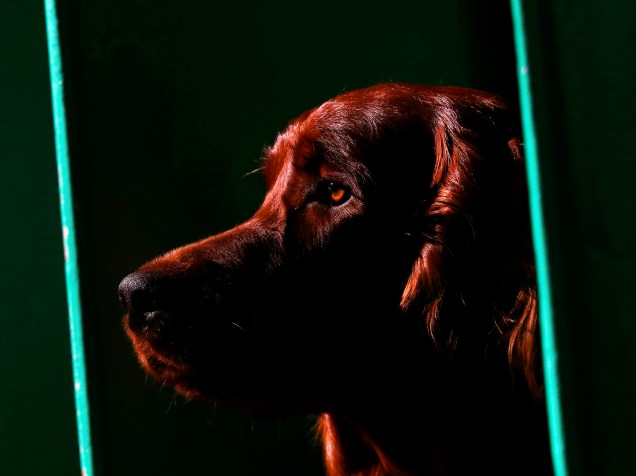 Setter Irlandês espera para ser avaliado na competição "Crufts Dog Show", no segundo dia de evento que começou quinta-feira (10), em Londres