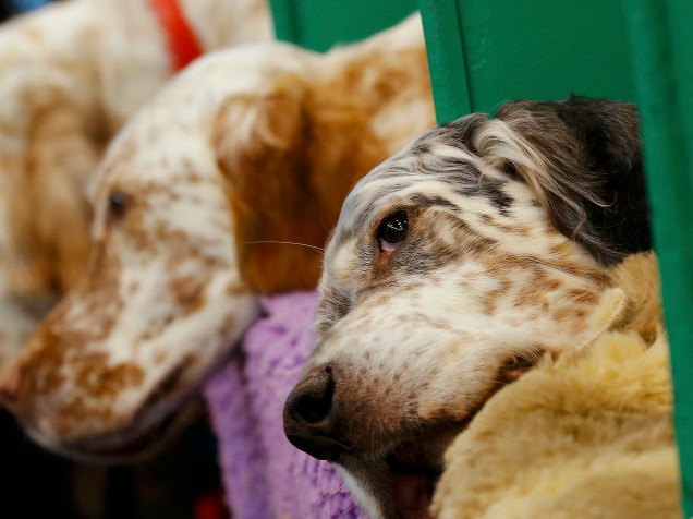 Setters Ingleses esperam para serem avaliados na competição "Crufts Dog Show", no segundo dia de evento que começou quinta-feira (10), em Londres