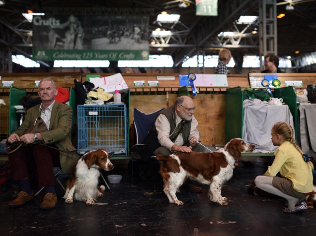 Cachorros da raça Springer Spaniel de Gales aguardam para serem avaliados pelos jurados na competição de cachorros "Crufts Dog Show", que começou quinta-feira (10) e termina domingo
