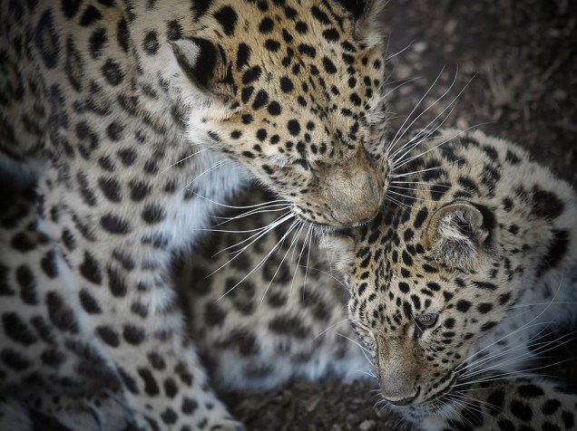 Dois leopardos no Zoológico de Marwell, em Winchester, no Reino Unido