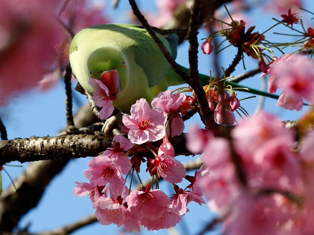 Pássaro é fotografado nas cerejeiras, no parque Ueno, em Tóquio. As árvores são famosas no país por florescerem e enfeitarem as ruas nesta época do ano