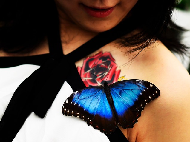 Uma jornalista da TV japonesa, sorri enquanto uma borboleta Morpho posa em seu ombro durante a abertura de uma exposição no Museu de História Natural em Londres, na Inglaterra. O evento, chamado “Sensational Butterflies” (borboletas sensacionais), é uma exposição temporária, comemorando a chegada da primavera no hemisfério norte