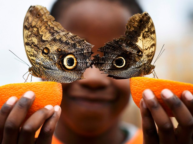 Garoto posa com duas borboletas no festival Sensational Butterflies, "Borboletas Sensacionais", que ocorre na Inglaterra, para celebrar a chegada da primavera