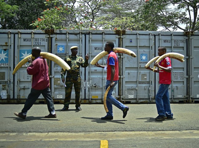 Guarda do serviço de proteção a vida selvagem do Quênia confisca marfim, extraído das presas de elefantes para contrabando - 04/04/2016