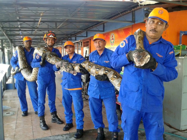 Membros da Força de Defesa Civil da Malásia posam com uma cobra python medindo quase 7,5 metros e pesando 250 kg capturada perto de um canteiro de obras na cidade de Paya Terubong - 11/04/2016
