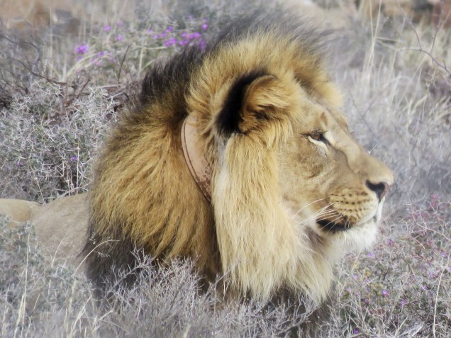 Sylvester, o leão, é fotografado no Parque Nacional da África do Sul (SANParks), depois de ter escapado duas vezes desta reserva, ameaçado por leões mais velhos. Ele será transferido para outra reserva, onde conviverá com duas fêmeas para se sentir menos intimado