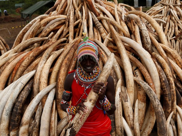 Membro da tradicional tribo Maasai segura uma presa de elefante, parte de uma apreensão de cerca de 105 toneladas de marfim prestes a serem incendiadas, no Parque Nacional de Nairóbi, no Quênia
