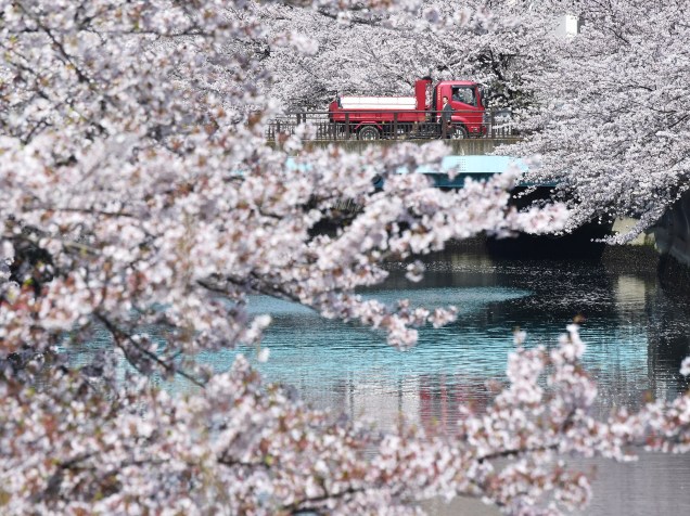 Caminhão passa por uma ponte sobre um rio cercado de cerejeiras em flor em Tóquio, no Japão. As visitas aos parques com cerejeiras é um passatempo nacional e um evento cultural que atrai milhões de visitantes ao Japão anualmente - 06/04/2016