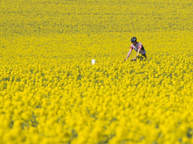 Ciclista atravessa um campo de colza, perto de Dresden, no leste da Alemanha - 21/04/2016