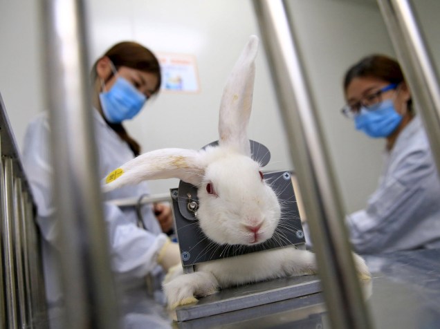  Equipe de veterinários checa a temperatura corporal de um coelho na preparação do animal para um teste de droga em um laboratório de Tianjin, na China - 12/04/2016
