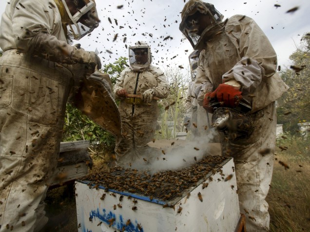 Apicultores palestinos usam fumaça para acalmar abelhas, durante processo de coleta de mel, em uma fazenda de Rafah, no sul da Faixa de Gaza- 12/04/2016
