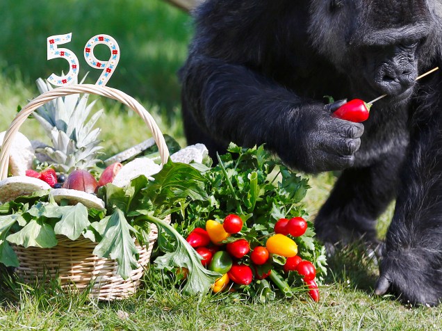Fatou, o segundo gorila mais velho do mundo, come frutas da sua cesta de aniversário. Hoje ele completa 59 anos