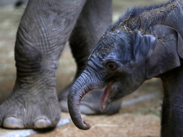 Elefante recém-nascido é fotografado ao lado de sua mãe Janita, no zoológico de Praga - 06/04/2016