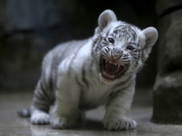 Filhote de tigre branco indiano recém-nascido boceja em seu gabinete no zoológico de Liberec, na República Checa - 25/04/2016