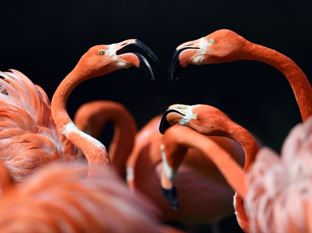 Flamingos fotografados durante banho de sol no zoológico de Colônia, na Alemanha - 04/05/2016