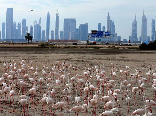 Grupo de flamingos caminha sobre a lama no Santuário de Vida Selvagem Ras al-Khor com a cidade de Dubai ao fundo, nos Emirados Árabes - 05/04/2016