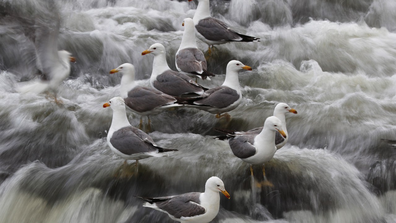Gaivotas são vistas no lago na província de Van da Turquia. As aves