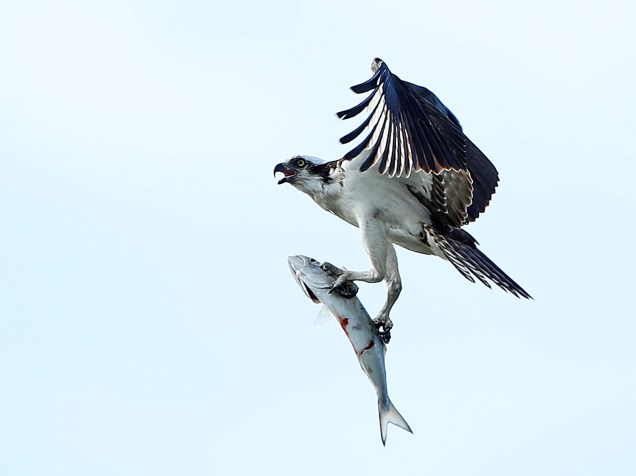 Fotógrafo registra momento em que gavião agarra sua presa e levanta voo novamente - 13/05/2016
