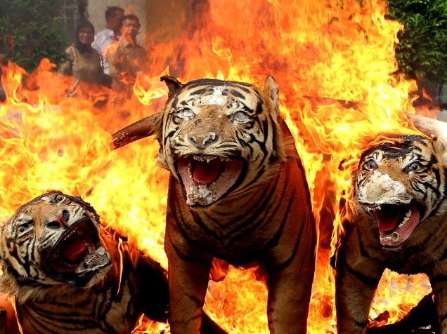 Artigos raros e ilegais de animais selvagens são confiscados e queimados pela polícia ambiental na Indonésia. Na foto, o fogo atinge três tigres da Sumatra empalhados - 23/05/2016