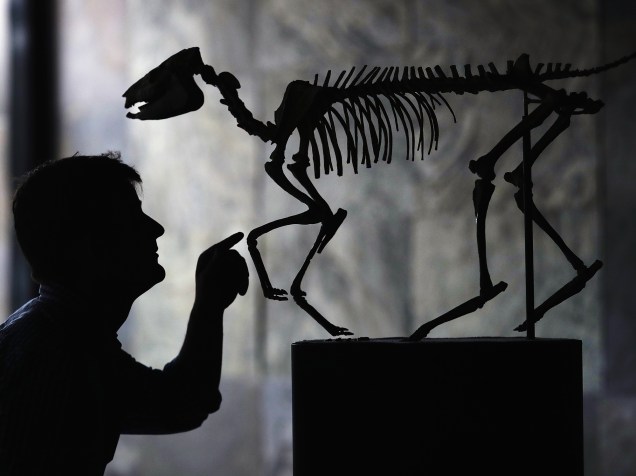 O zoológico de história natural Emmen organiza um leilão de esqueletos de dinossauros e animais extintos. Na foto, funcionário do zoológico arruma o esqueleto de um Eohippus, animal equino extinto há milhões de anos - 11/05/2016