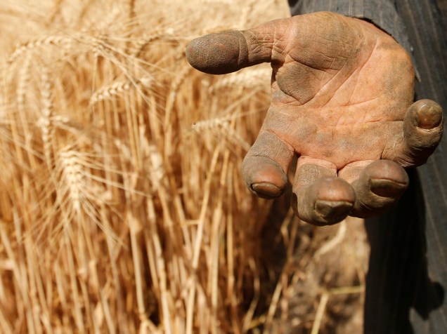 Fazendeiro egípcio mostra a palma da mão depois de uma jornada de trabalho colhendo trigo, na fazenda de Qalyub, em El-Kalubia, nordeste de Cairo - 04/05/2016