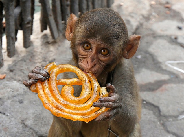 Macaco é fotografado comendo "Jalebi", comida tipica indiana que se assemelha a um biscoito, nas ruas de Kolkata, Índia - 09/06/2016