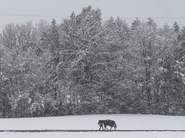 Homem caminha com seu cavalo em um campo coberto de neve em Gnadenwald, na Áustria - 25/04/2016