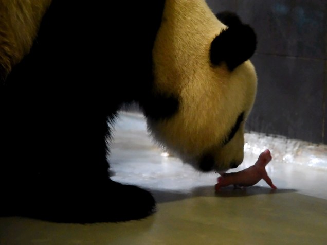 A panda gigante Xin Xin cuida de seu filhote recém-nascido no Pavilhão do Panda Gigante em Coloane, Macau