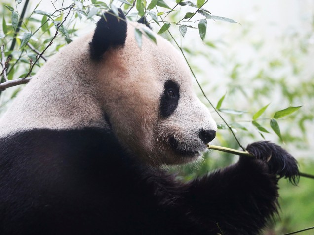 Panda gigante macho chamado Tian Tian, come em sua jaula no zoológico de Edimburgo, Escócia - 12/04/2016<br>