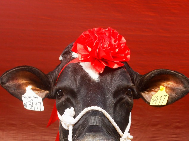Uma vaca é enfeitada para concorrer ao concurso de beleza Miss Milk Cow em Moc Chow, no Vietnã. O concurso de beleza seleciona vacas com um tronco sólido, as pernas elevadas e que fornecem a maior quantidade de leite