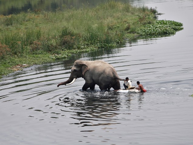 Jovens pastores atravessam o rio Yamuna junto com um elefante em Nova Délhi, na Índia - 09/05/2016