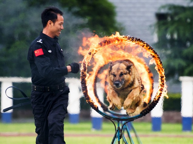 Cão da polícia salta através de um anel de fogo durante exibição para o público em Guiyang, província chinesa de Guizhou