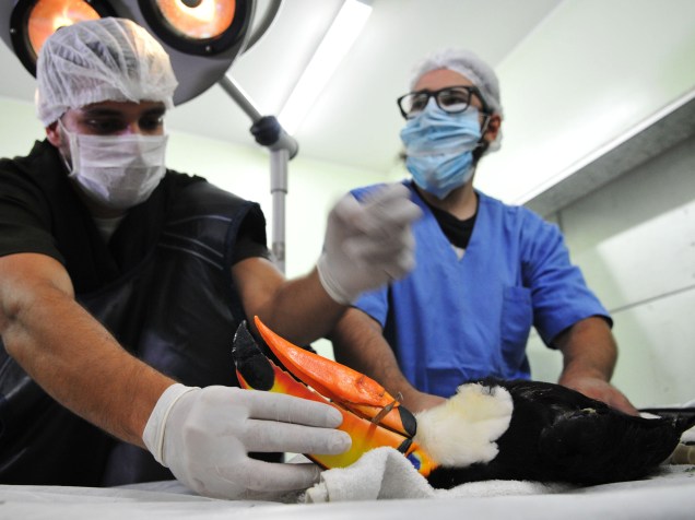 O tucano Pirata, resgatado em dezembro pela Polícia Ambiental, passa por cirurgia no zoológico de Brasília para colocação de uma prótese para recuperar a função de seu bico quebrado - 30/05/2016