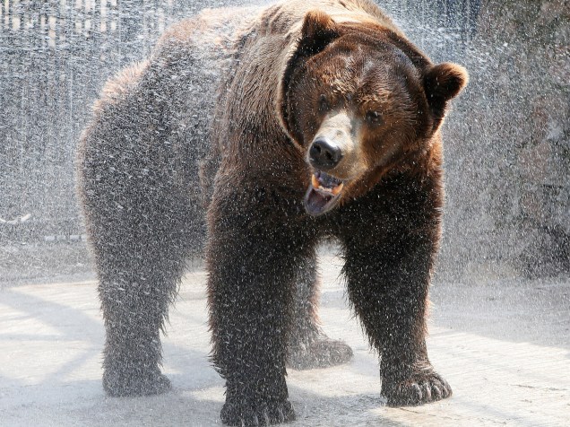Buyan, um urso marrom siberiano se refresca do calor de 33° C no zoológico Royev Ruchey nos subúrbios de Krasnoyarsk, na região da Sibéria, Rússia - 14/06/2016
