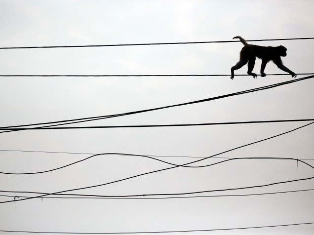 Macaco caminha em fios de eletricidade, acima de movimentado mercado na capital da India, Nova Délhi
