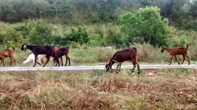 Animais na estrada escuracada PI-115, que liga Castelo do Piauí a Campo Maior e Teresina