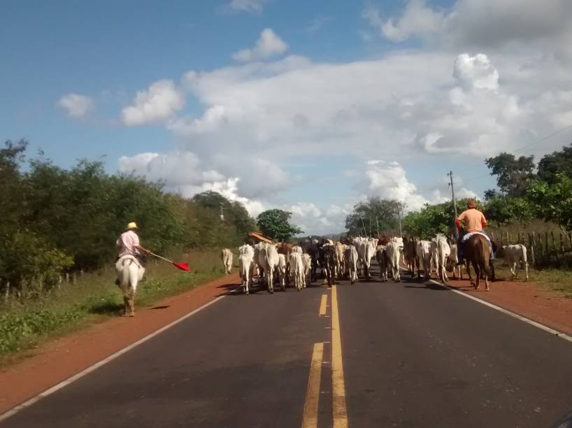 Rota Castelo do Piauí - Teresina: animais e buracos na estrada PI-115 retardaram atendimento das jovens estupradas