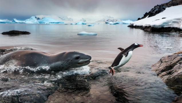Vencedora da categoria Melhor Imagem, a foto O Pinguim Sortudo, mostra o animal fugindo de uma foca-leopardo, na Península Antártica
