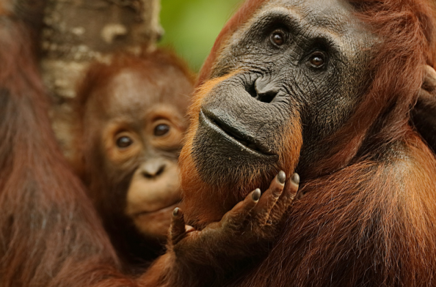 A imagem tirada na Indonésia e intitulada Orangotango com bebê recebeu Menção Honrosa na categoria Mamíferos Terrestres