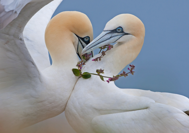 A imagem intitulada Amor Verdadeiro recebeu Menção Honrosa na categoria Pássaros