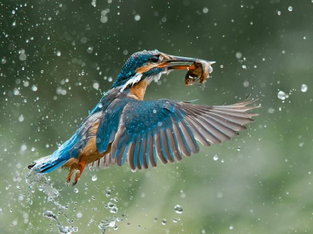 A imagem intitulada Respingo Azul também recebeu Menção Honrosa na categoria Pássaros