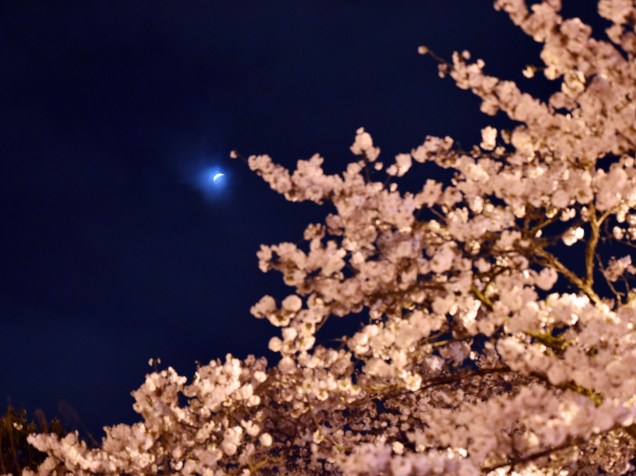 O eclipse é visto atrás de flores de cerejeira na cidade de Tochigi, no Japão
