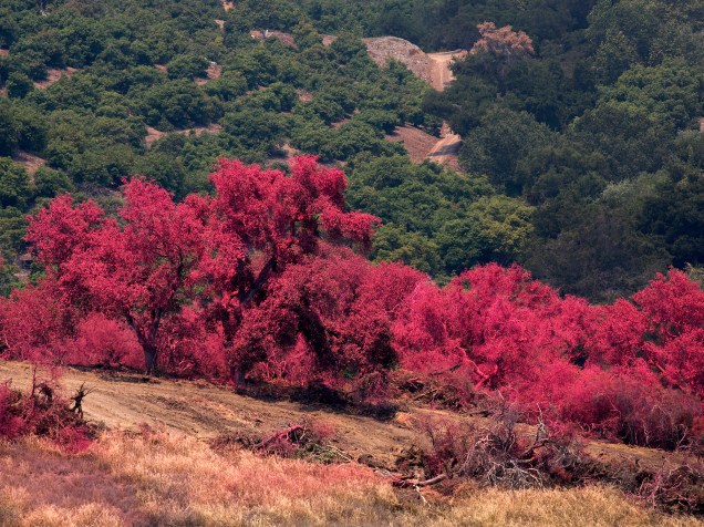 Árvores ficam cobertas por substância que evita que o fogo se alastre, depois de grandes incêndios tomarem conta da região de Santa Bárbara, na Califórnia