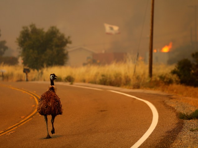 Ema tenta escapar de fogo que se alastra pela região de Potrero, na Califórnia. O estado sofre com as queimadas nesta época do ano por causa do tempo seco e extremamente quente